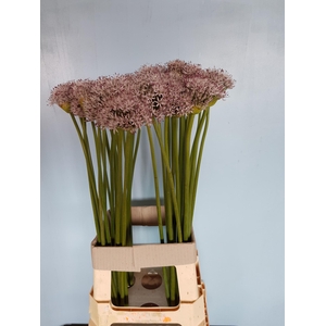 ALLIUM GROOTBLOEMIG