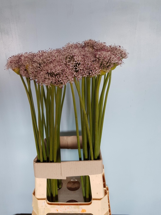 <h4>ALLIUM GROOTBLOEMIG</h4>