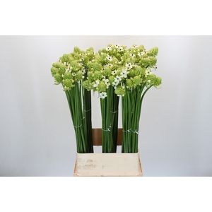 Ornithogalum Saundersiae
