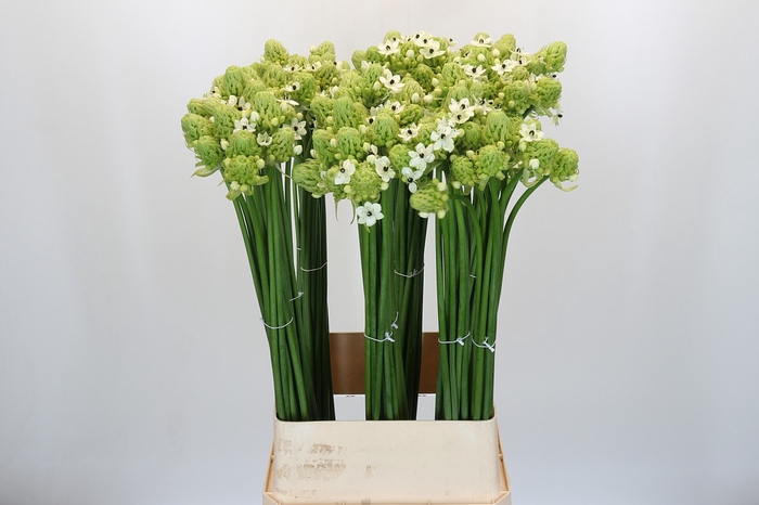 Ornithogalum Saundersiae