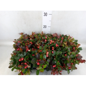 Gaultheria proc.