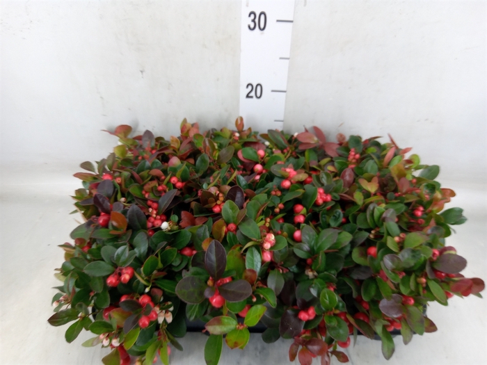 <h4>Gaultheria proc.</h4>