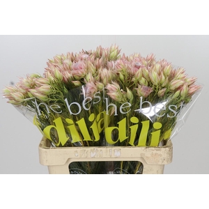 Blushing Bride Ayoba Satin Star