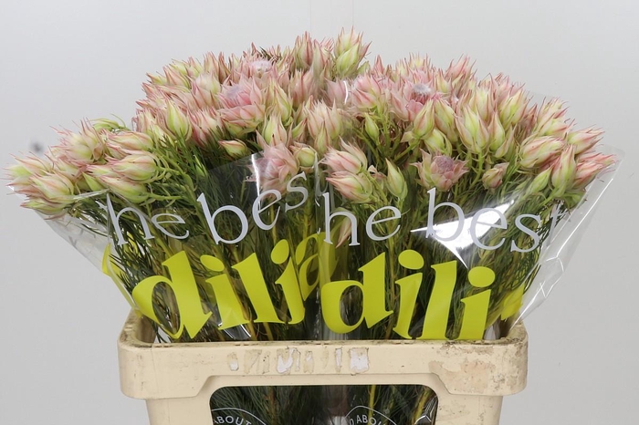 <h4>Blushing Bride Ayoba Satin Star</h4>