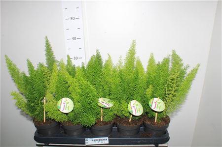 <h4>Aspar D Myers</h4>