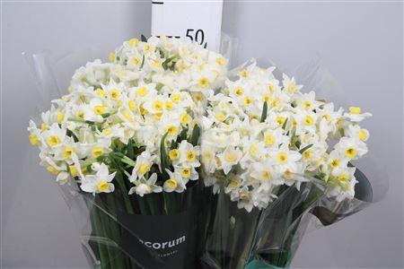 <h4>Narc Ta Avalanche</h4>