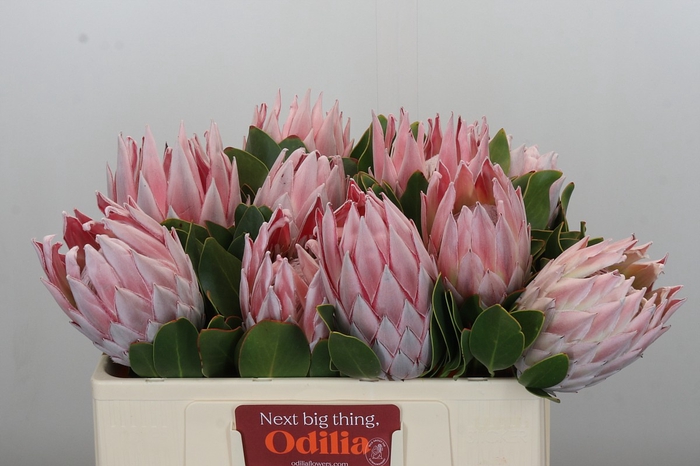 Protea Cynaroides
