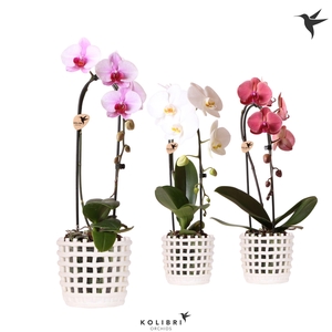 Kolibri Orchids Cascade Niagara Fall mix 1 spike in Mesh pot white