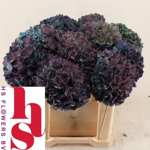 HYDR M CH PIMPERN CL