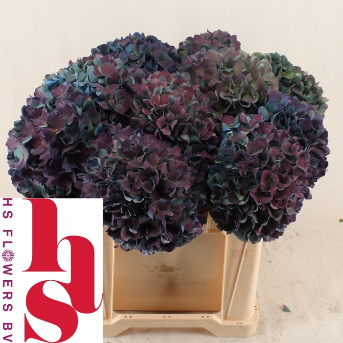 <h4>HYDR M CH PIMPERN CL</h4>