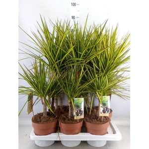 Dracaena marg. 'Sunray'