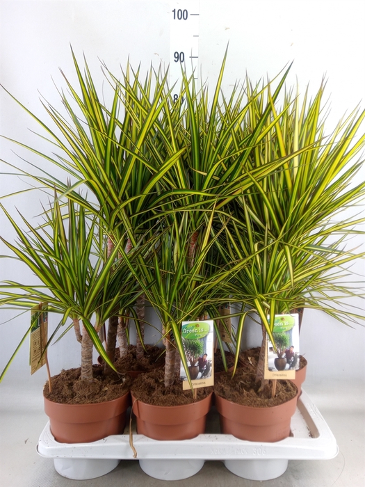 <h4>Dracaena marg. 'Sunray'</h4>