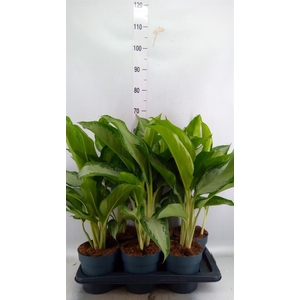 Aglaonema GB 'Cleopatra'