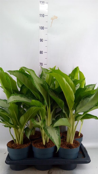 <h4>Aglaonema GB 'Cleopatra'</h4>