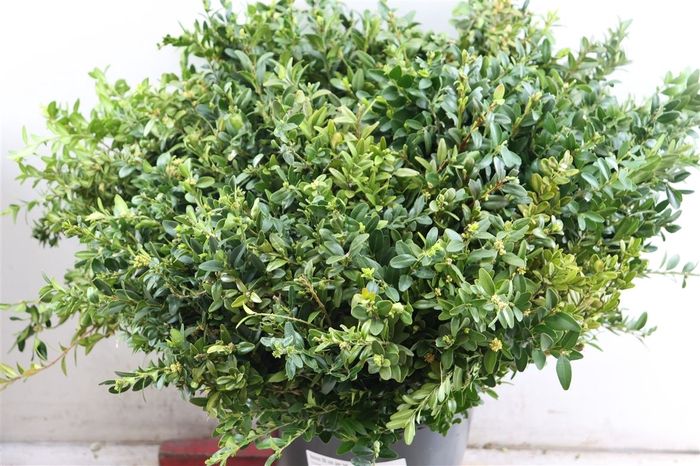 <h4>Buxus 55 Cm Per Tak</h4>