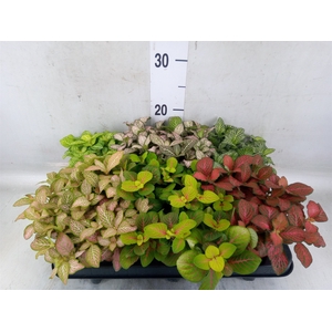 Fittonia   ...mix