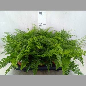 Asplenium parvati