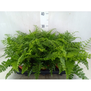 Asplenium parvati