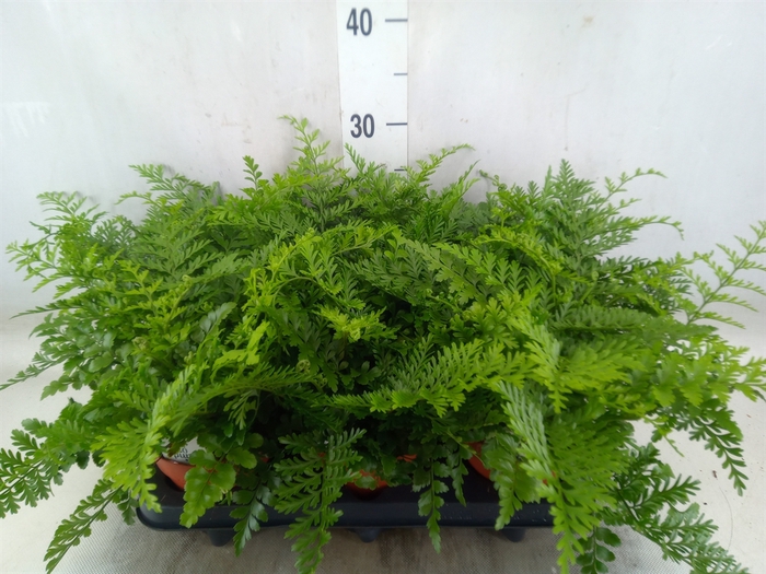 <h4>Asplenium parvati</h4>