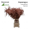 Asparagus lang Antique