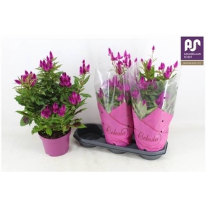 CEL DEEP PURPLE