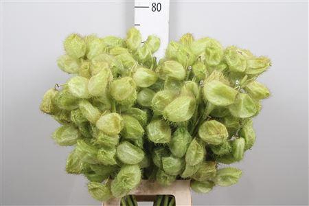 <h4>Gom Fr Moby Dick</h4>