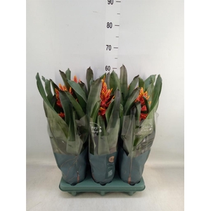 Aechmea  'Pepita Elegant Flames'