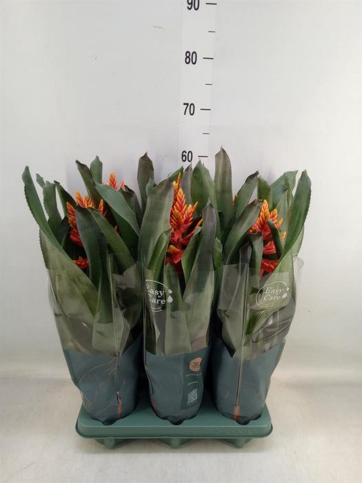 <h4>Aechmea 'Pepita Elegant Flames'</h4>