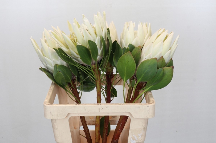 <h4>Protea Cynaroides Lei Momi</h4>