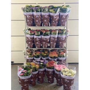 Hortensia 23 cm mix cc 6 soorten!