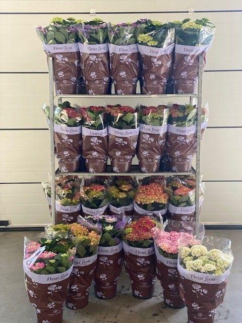 <h4>Hortensia 23 cm mix cc 6 soorten!</h4>