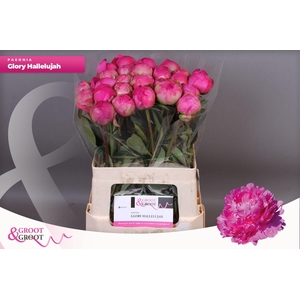 Paeonia Glory Hallelujah | Heavy Quality