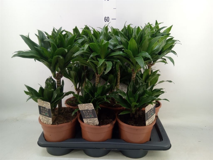 <h4>Dracaena frag. 'Compacta'</h4>