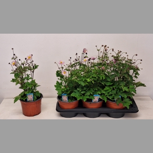 ANEM HUPEHENSIS