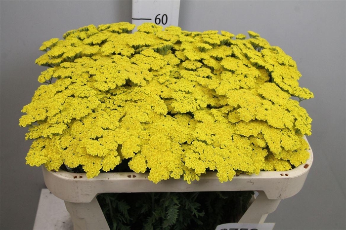 <h4>Achil Moonshine</h4>