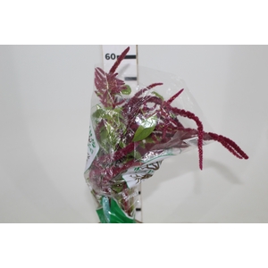 AMARANTHUS DOBRADO 060 CM PINK