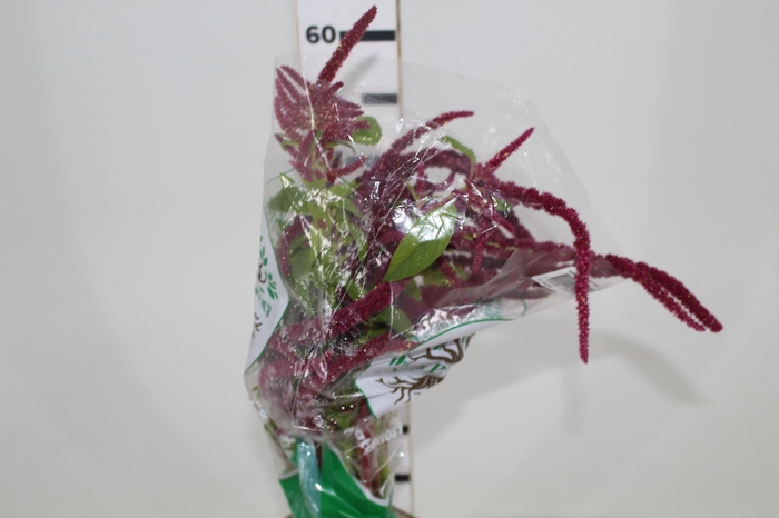 AMARANTHUS DOBRADO 060 CM PINK