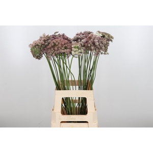 Daucus Carota