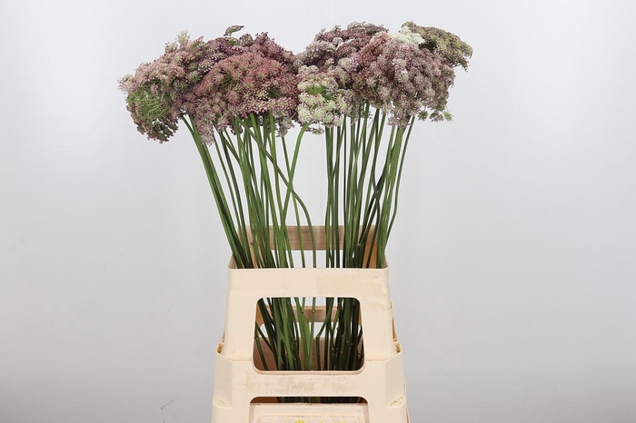 <h4>Daucus Carota</h4>