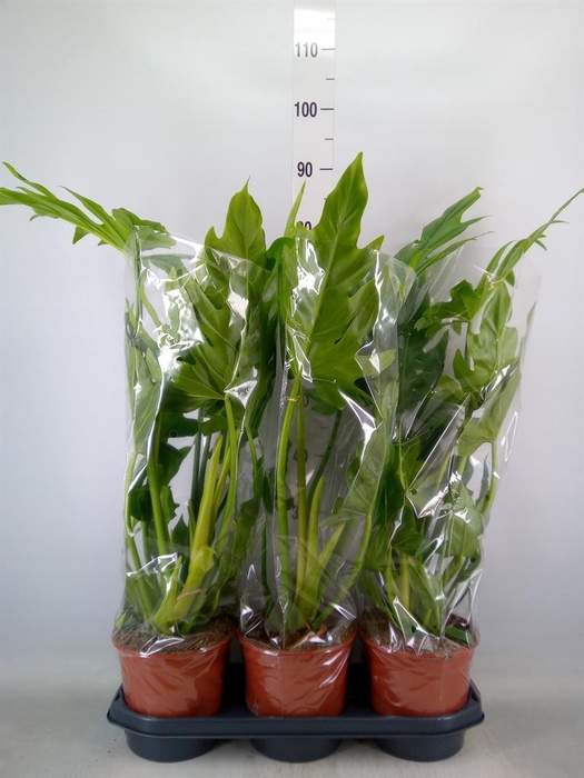 <h4>Philodendron   ...</h4>