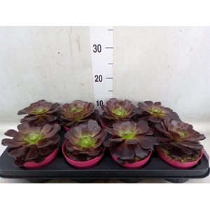 Aeonium arboreum 'Velours'