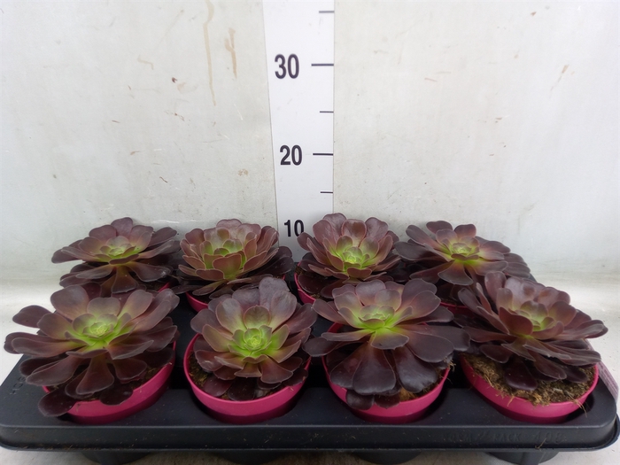 <h4>Aeonium arboreum 'Velours'</h4>