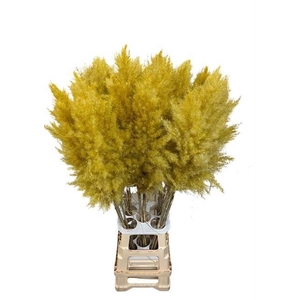 DF Pampas 115cm Yellow