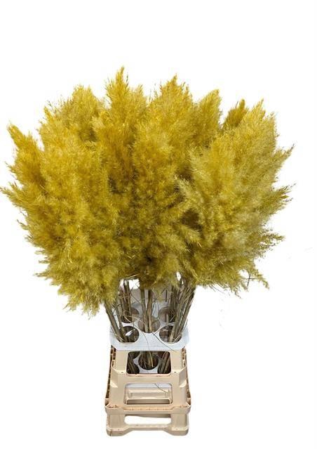 <h4>DF Pampas 115cm Yellow</h4>