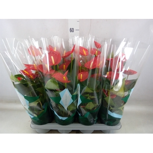Anthurium andr. 'Tremendo'