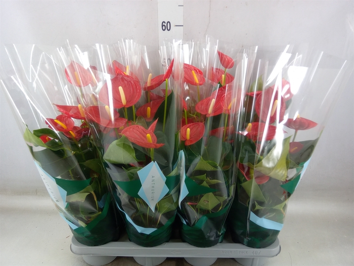 <h4>Anthurium andr. 'Tremendo'</h4>