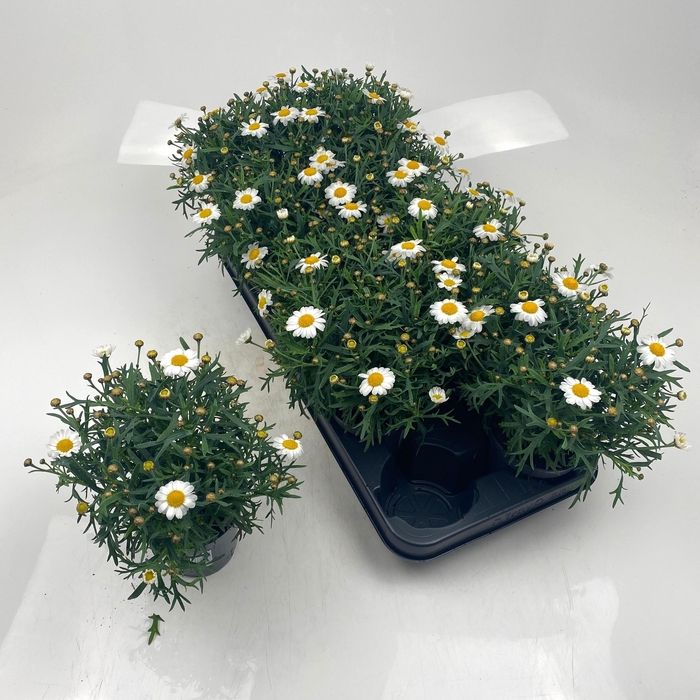 <h4>ARG MO DUPLO WHITE</h4>