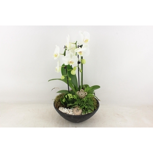 arr2 PL - Ebbischaal x2 phal. wit V2