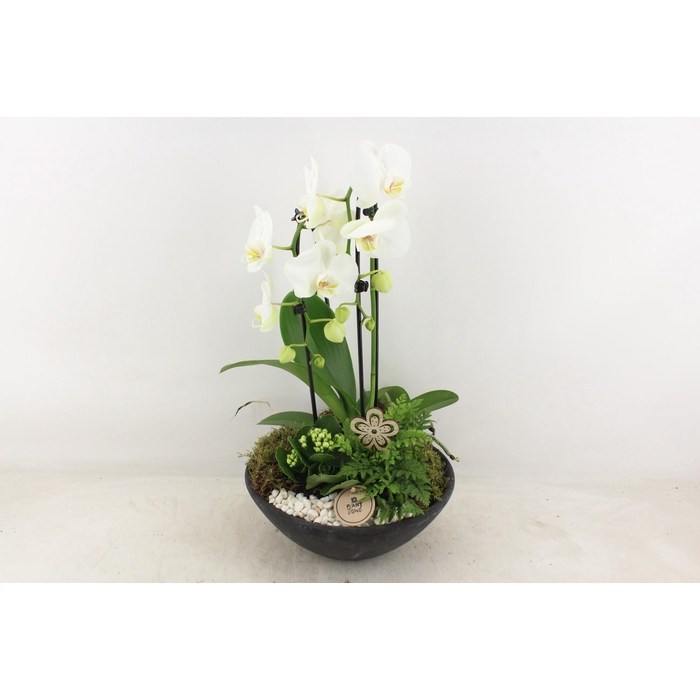 <h4>Arr2 Pl - Ebbischaal X2 Phal. Wit V2</h4>