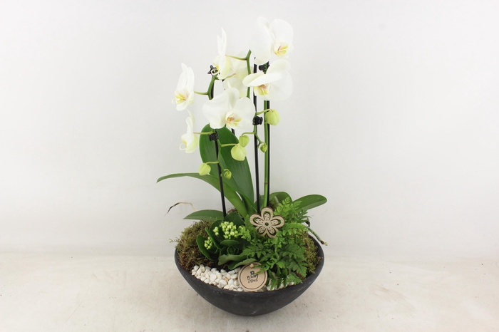 <h4>arr2 PL - Ebbischaal x2 phal. wit V2</h4>